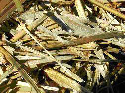 Образцы высушенной биомассы, подготовленные для производства пеллет